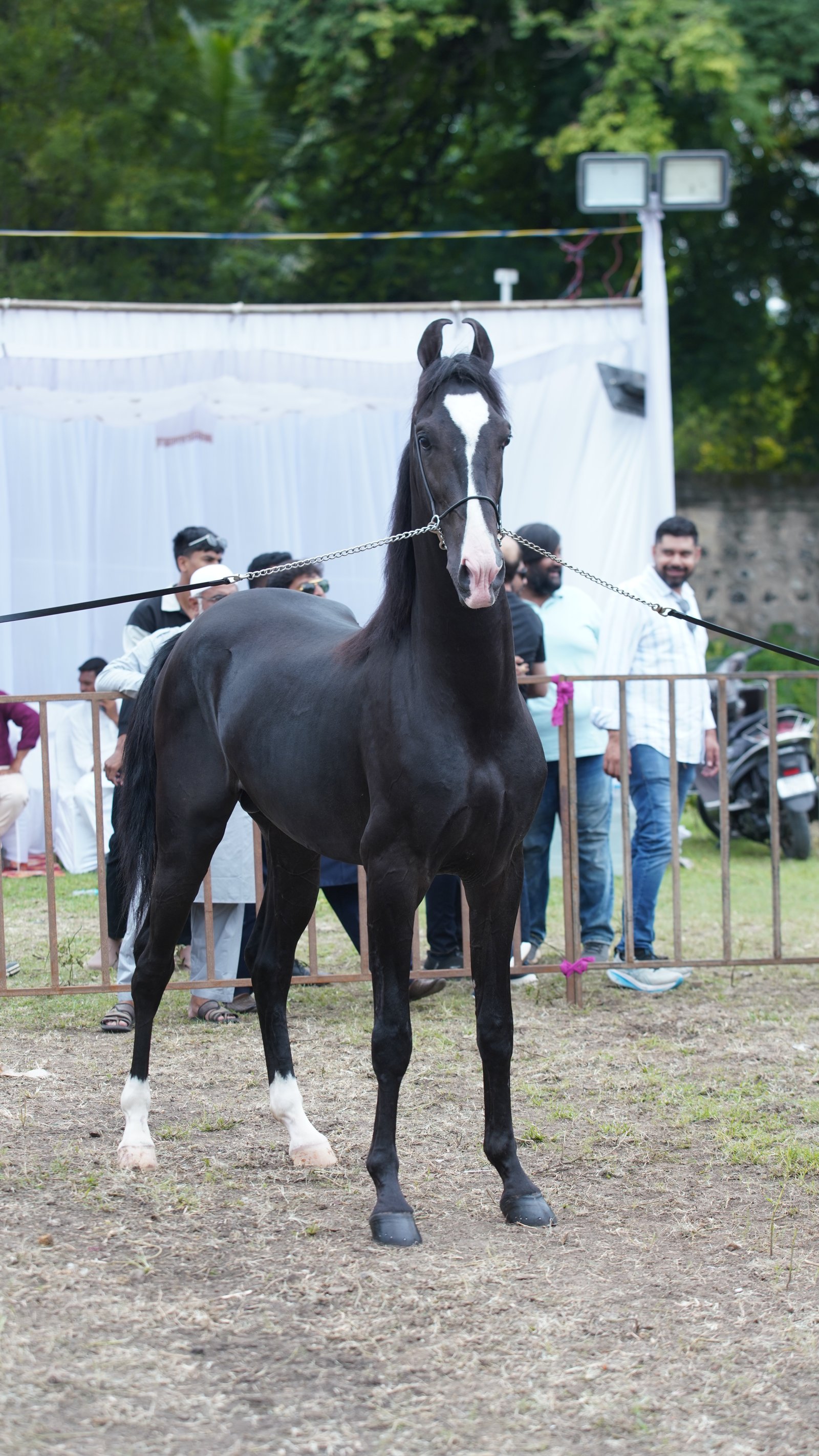 Shakti