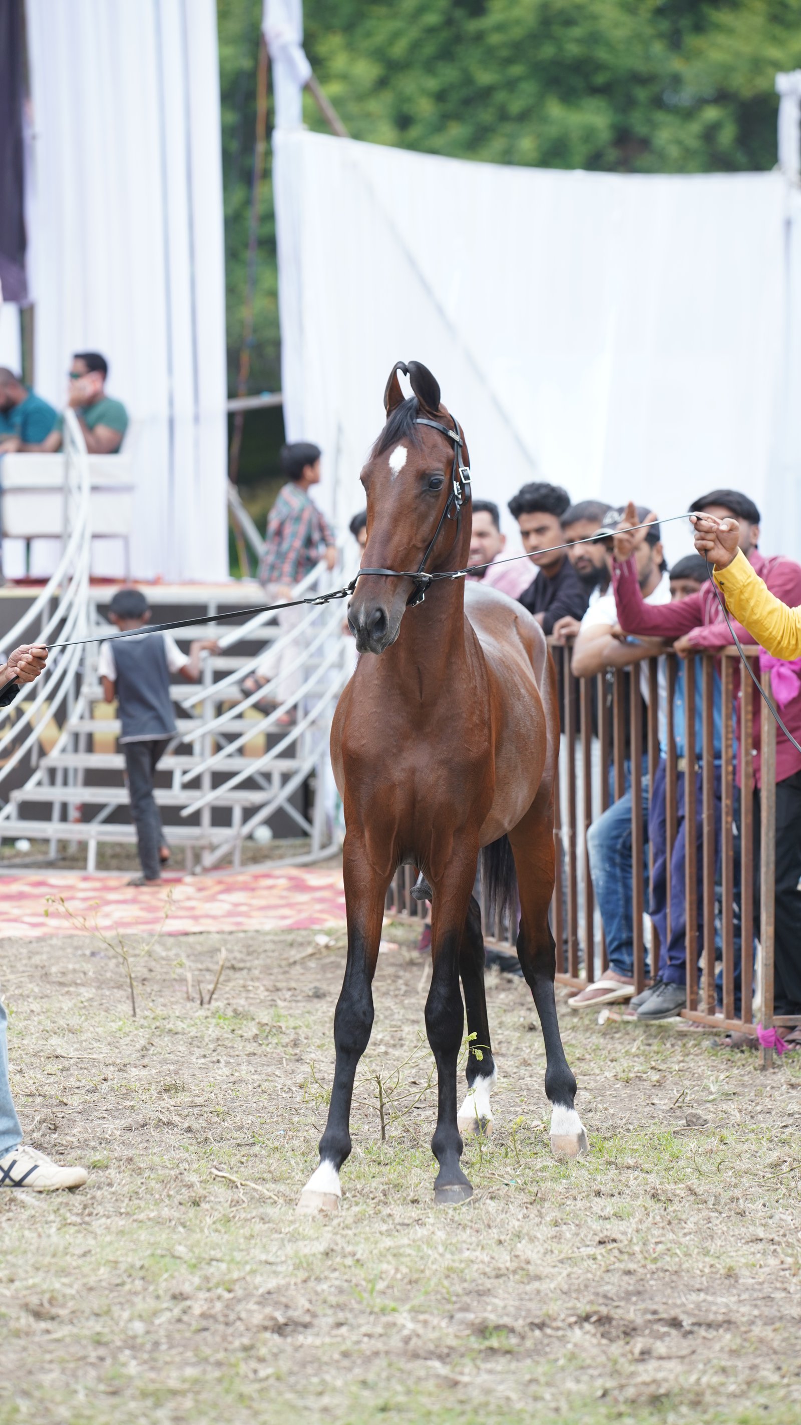 SB Stud Farm Horse Market